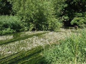 Picture: /blog-files/blog/w288/flowering-ranunculous-2.jpg