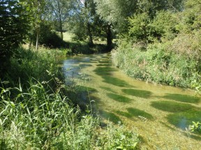 Picture: /blog-files/blog/w288/weedcutters-art.jpg