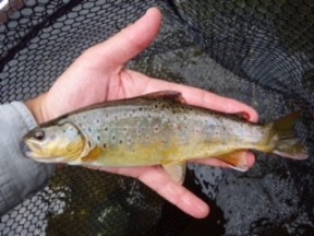 Picture: /blog-files/blog/w288/wylye-wildie.jpg