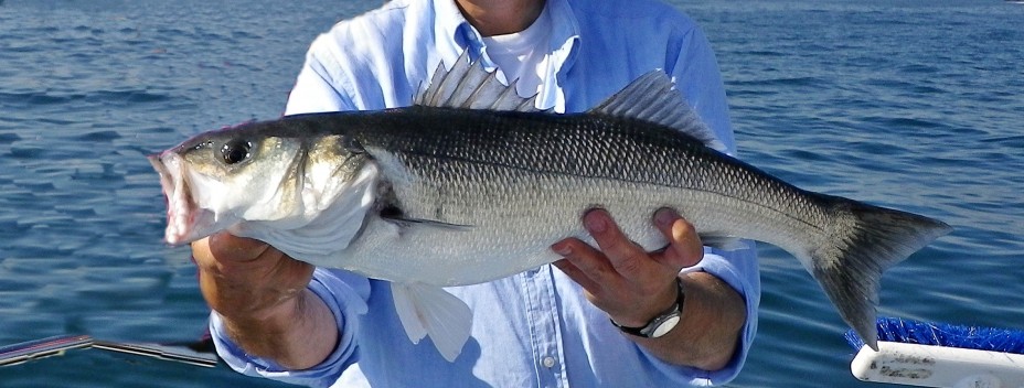 Big Eddystone bass Big Eddystone bass