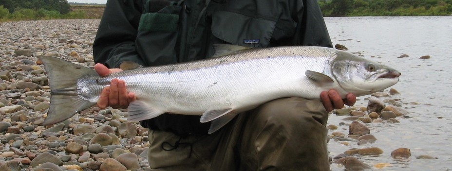 Big Spey salmon before release Big Spey salmon before release