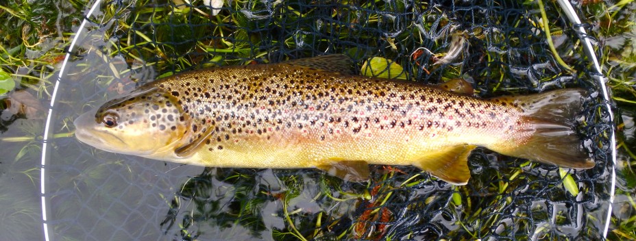 Big wild brown trout from the Bourne Rivulet Big wild brown trout from the Bourne Rivulet