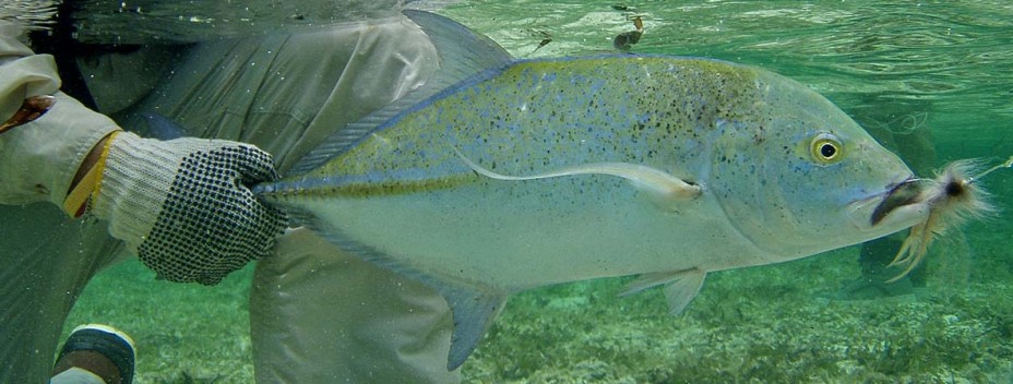 Bluefin Trevally Bluefin Trevally