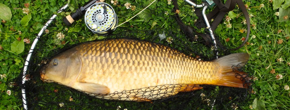 Common Carp caught on a fly Common Carp caught on a fly