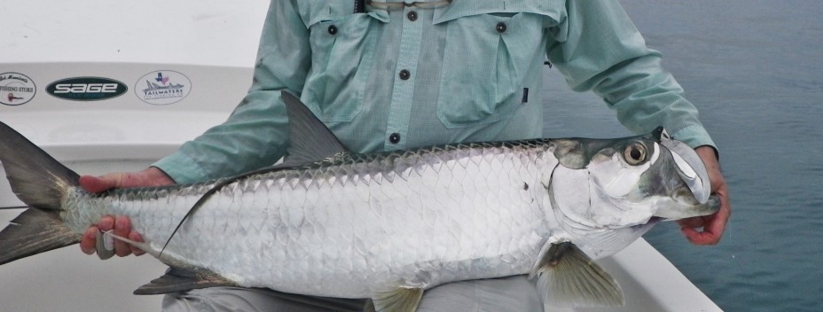 Los Roques big baby tarpon Los Roques big baby tarpon