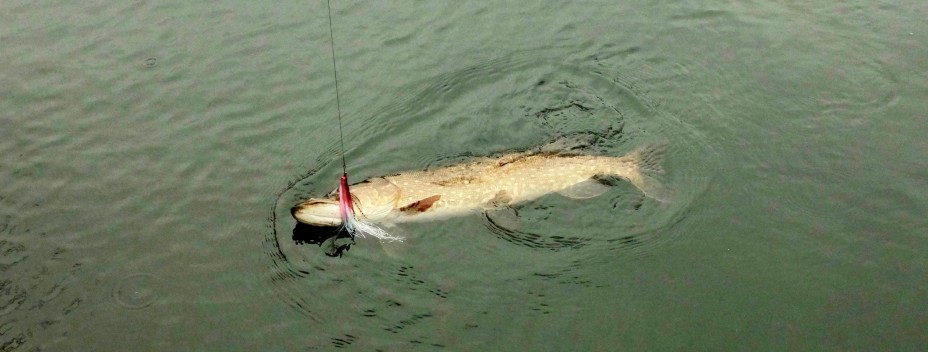 Pike coming to the net Pike coming to the net