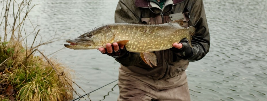 Lake caught pike Lake caught pike