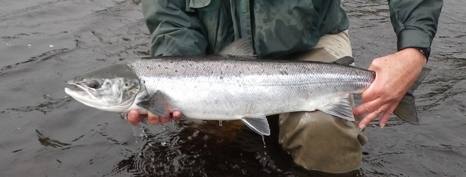 Releasing Spey salmon Releasing Spey salmon