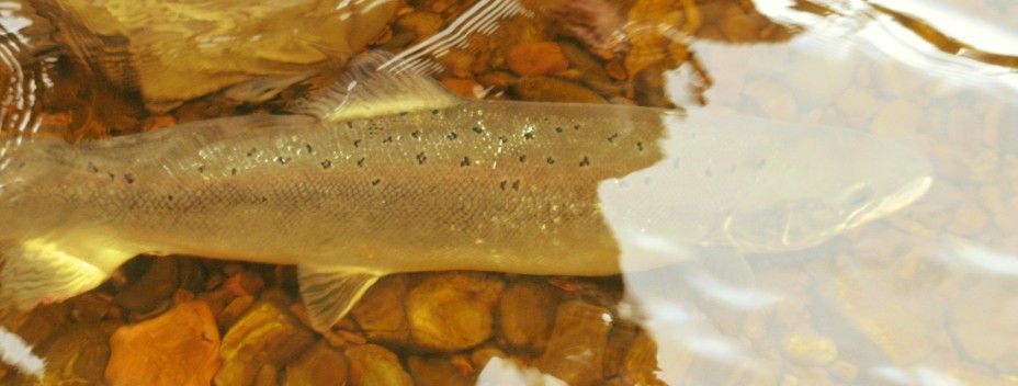 Salmon ready for release Salmon ready for release