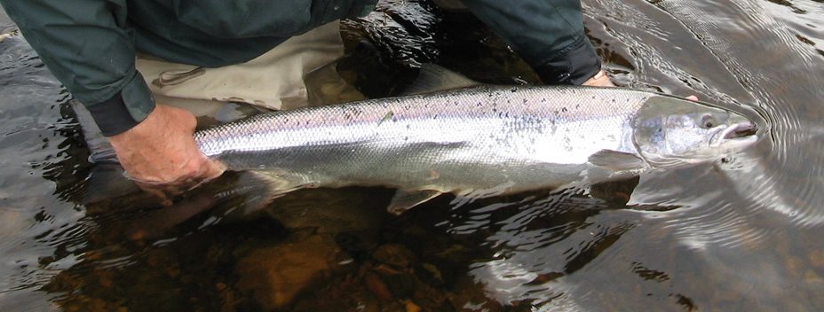 A large Atlantic Salmon from the River Spey A large Atlantic Salmon from the River Spey