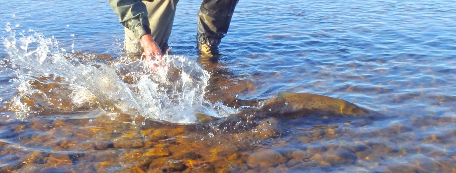 Releasing a salmon on the Midfjardara Releasing a salmon on the Midfjardara