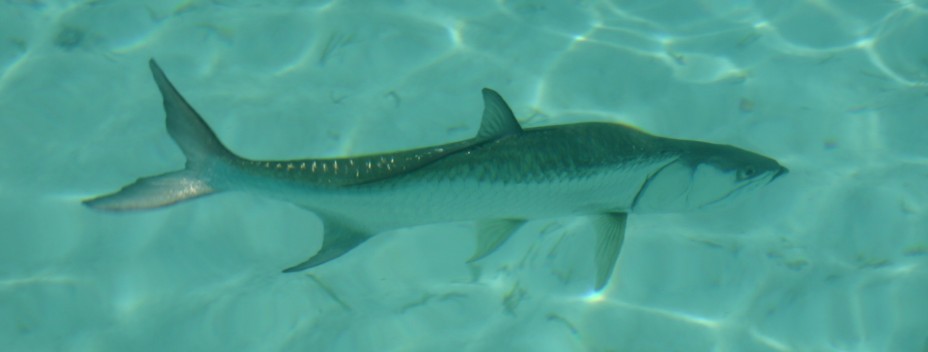 Big tarpon underwater Big tarpon underwater
