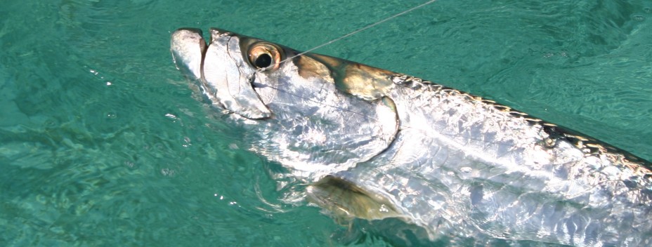 Big tarpon ready for release Big tarpon ready for release