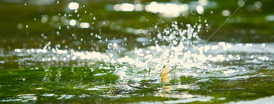 The tail of a wild chalk stream trout The tail of a wild chalk stream trout